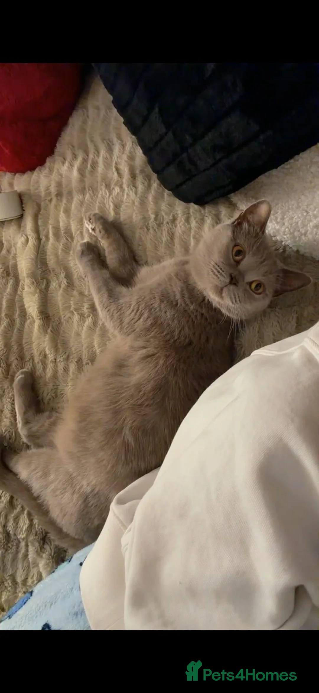 British Shorthair cats for sale: British shorhair kitten ready to leave 8th March - Advert 4