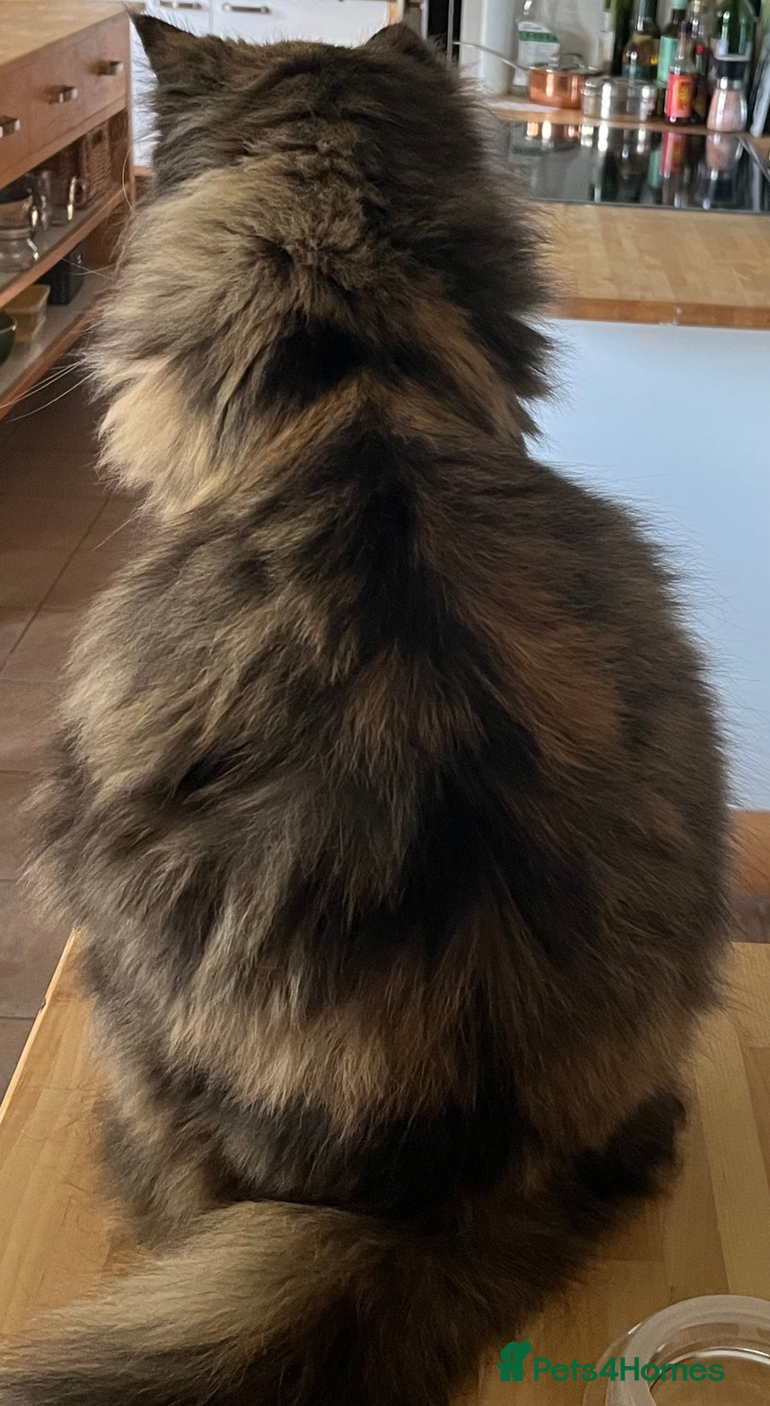 Maine Coon cats for sale: Molly - Image 4