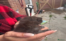 British Shorthair cats for sale: British Shorthair chocolate/grey colours  - Image 35