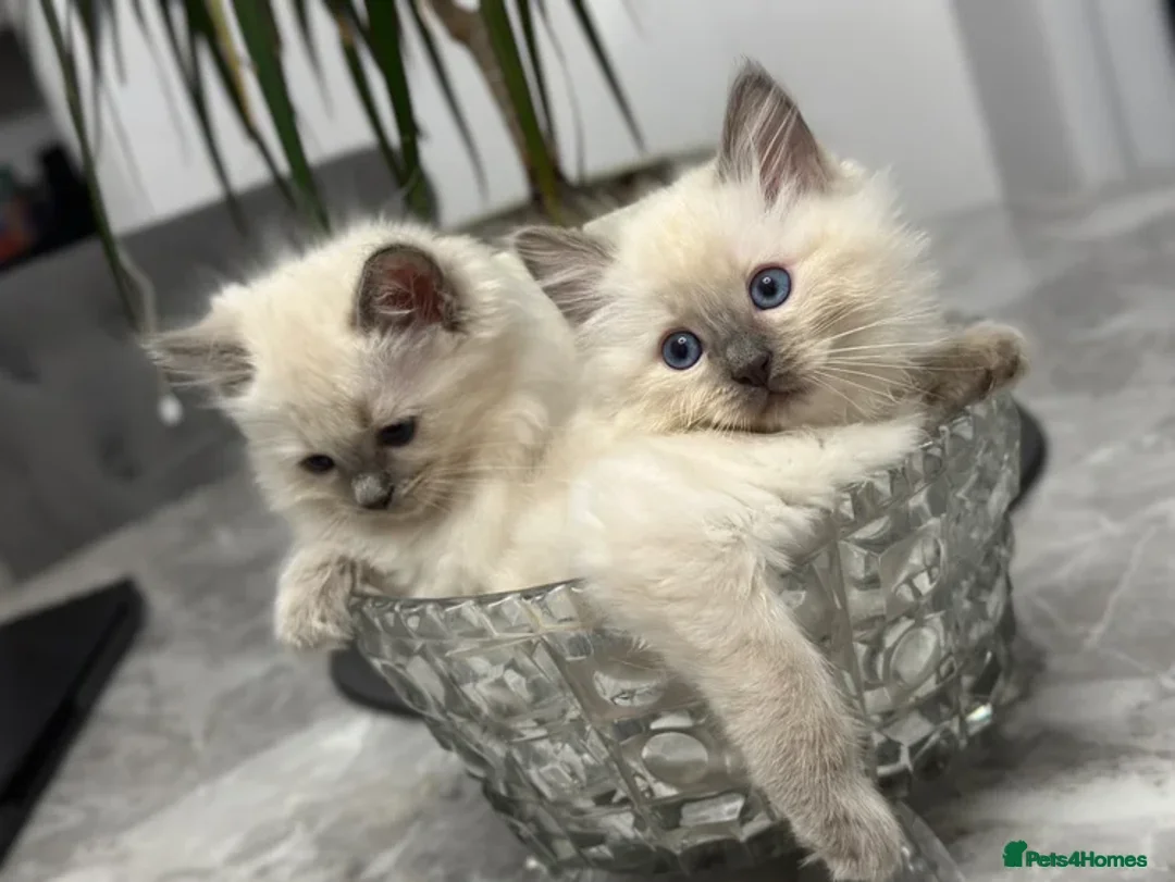 Ragdoll cats for sale: 4 females kittens for sale  - Advert 7