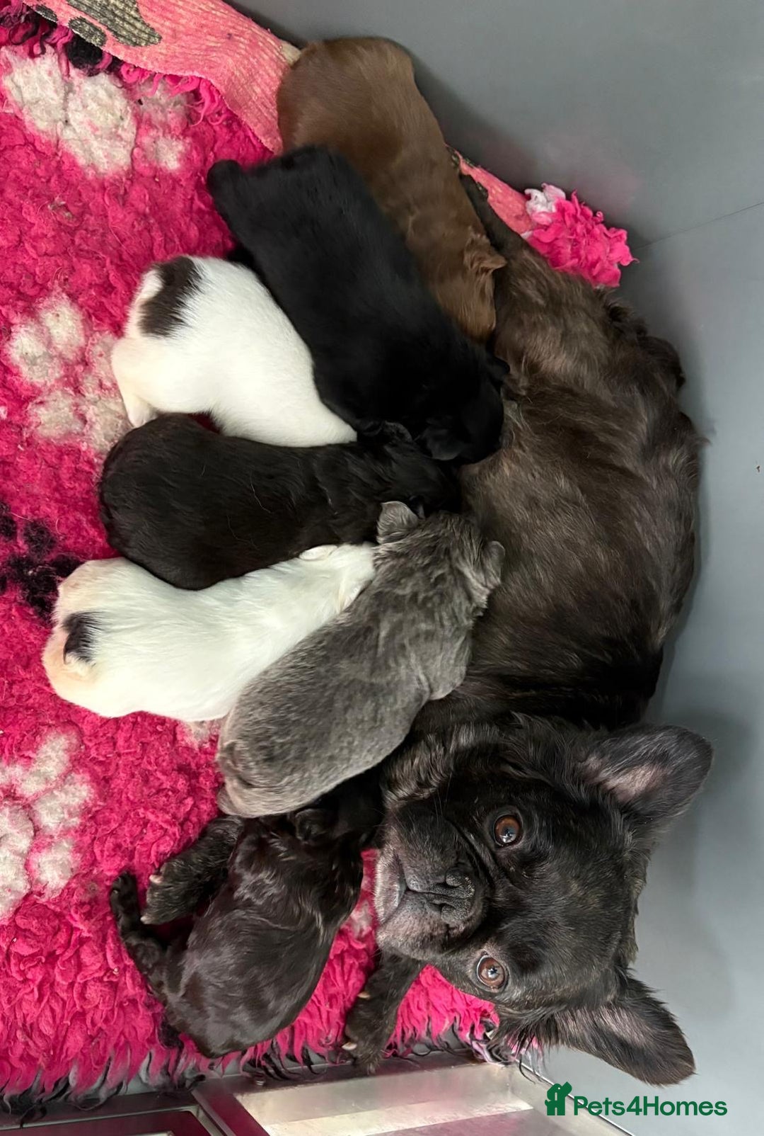 French Bulldog dogs for sale: *Fluffy French Bulldog Pups-4 reserved* - Image 24