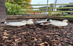 Ducks poultry for sale: 2025 hatch Call duck Drakes - Image 4