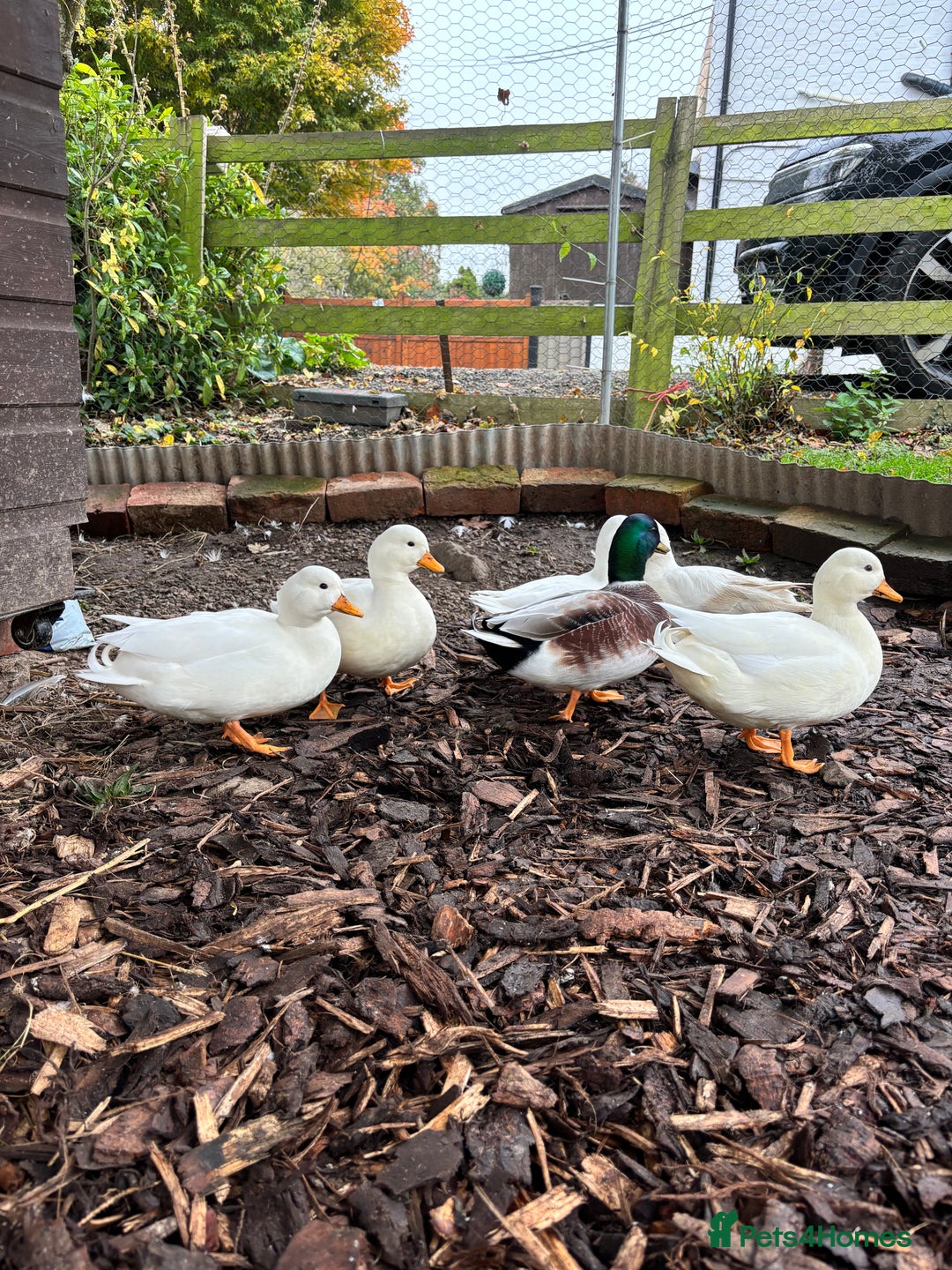 Ducks poultry for sale: 2025 hatch Call duck Drakes - Image 4