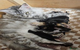 Maine Coon cats for sale: Tica Reg Maine Coon babies, Ready in December - Image 6