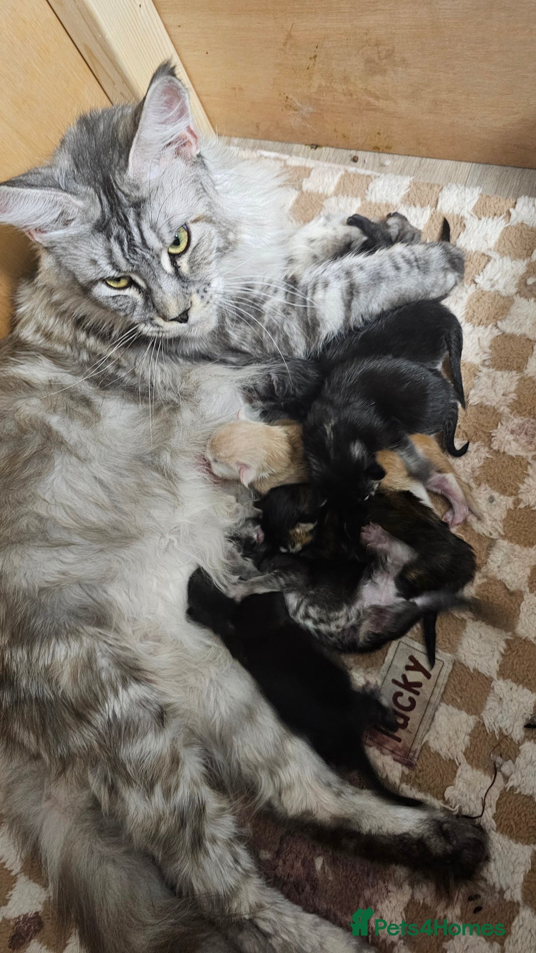 Maine Coon cats for sale: Tica Reg Maine Coon babies, Ready in December - Image 6