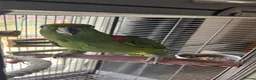 Parrots birds for sale: Male Yellow-crowned Amazon Parrot with Large Cage in Mansfield - Advert 4