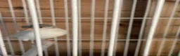 Canaries birds for sale: Canary  - Advert 3