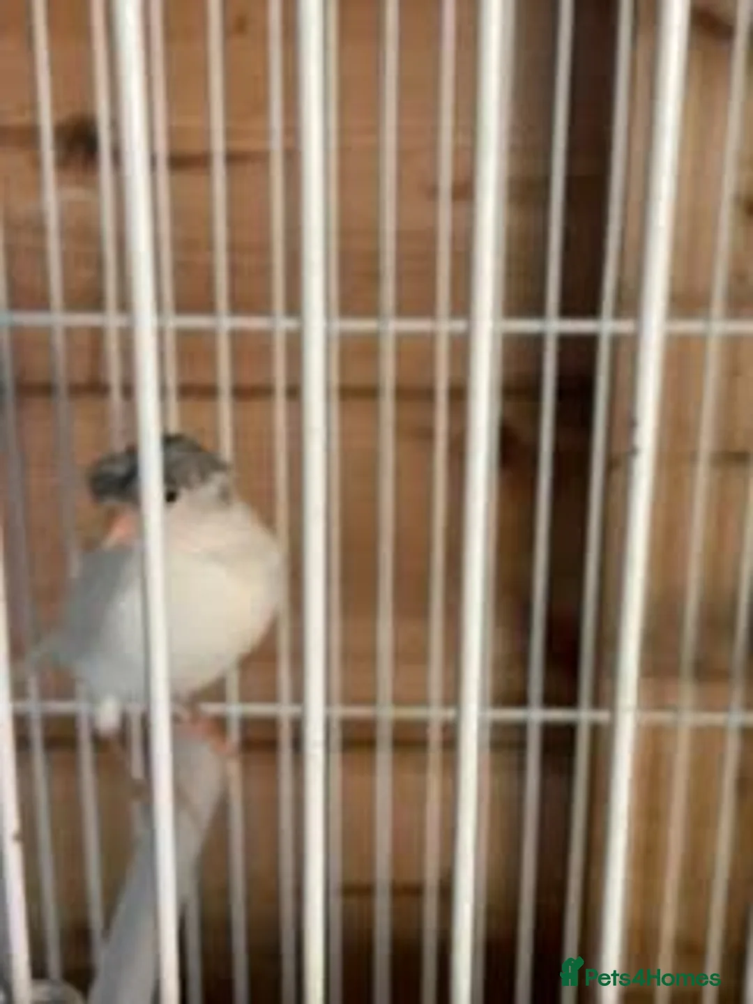 Canaries birds for sale: Canary  - Advert 3