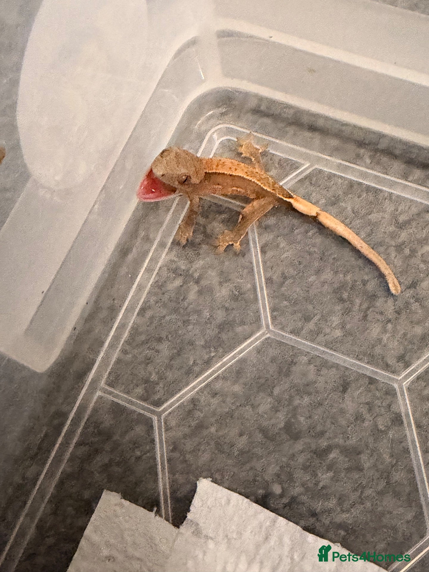 Gecko reptiles Baby crested geckos 🦎  - Advert 12