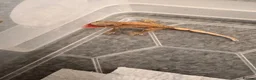 Gecko reptiles for sale: Baby crested geckos 🦎  - Advert 1
