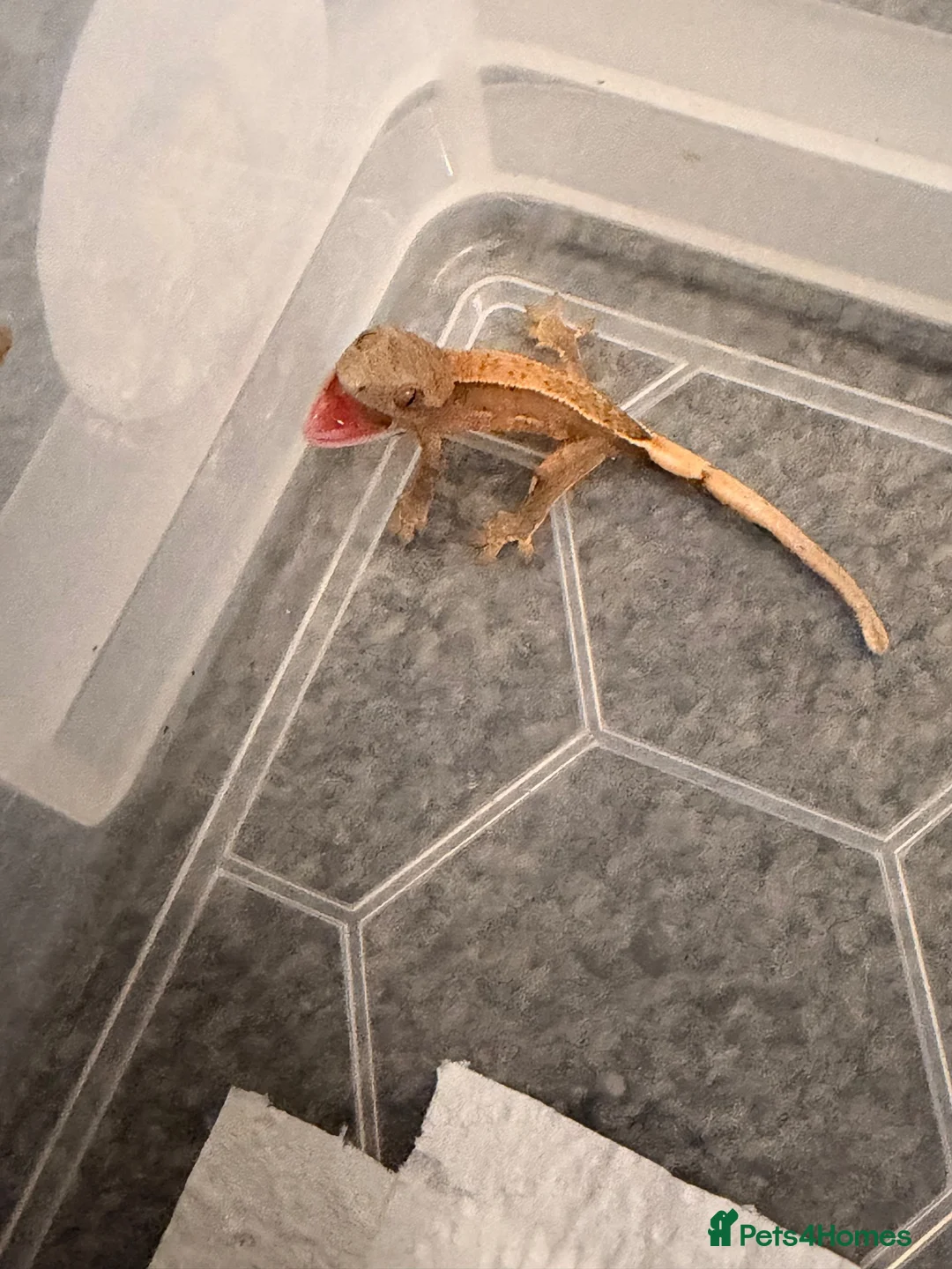 Gecko reptiles for sale: Baby crested geckos 🦎  - Advert 1