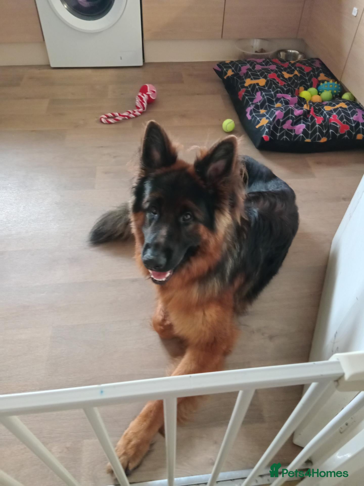 German Shepherd dogs Longhaired German shepard - Advert 10