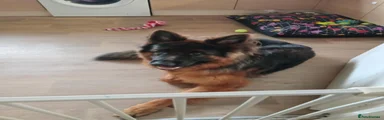 German Shepherd 1