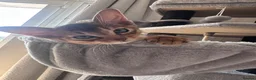 Somali cats for sale: Somali kittens available 😻 in Lincoln - Advert 12
