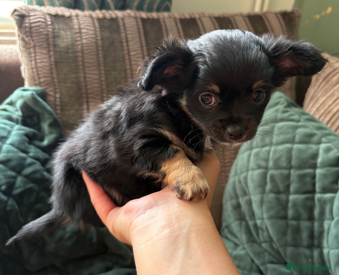 Chihuahua dogs for sale: Tiny Stunning Fluffy Chihuahua Puppy - Image 13