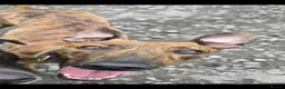 Lurcher dogs for sale: Beautiful 14 months old small male lurcher  - Advert 4