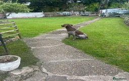 German Shorthaired Pointer dogs for sale: German Shorthaired Pointer Puppies–4 Boys, 1 Girl  - Advert 5