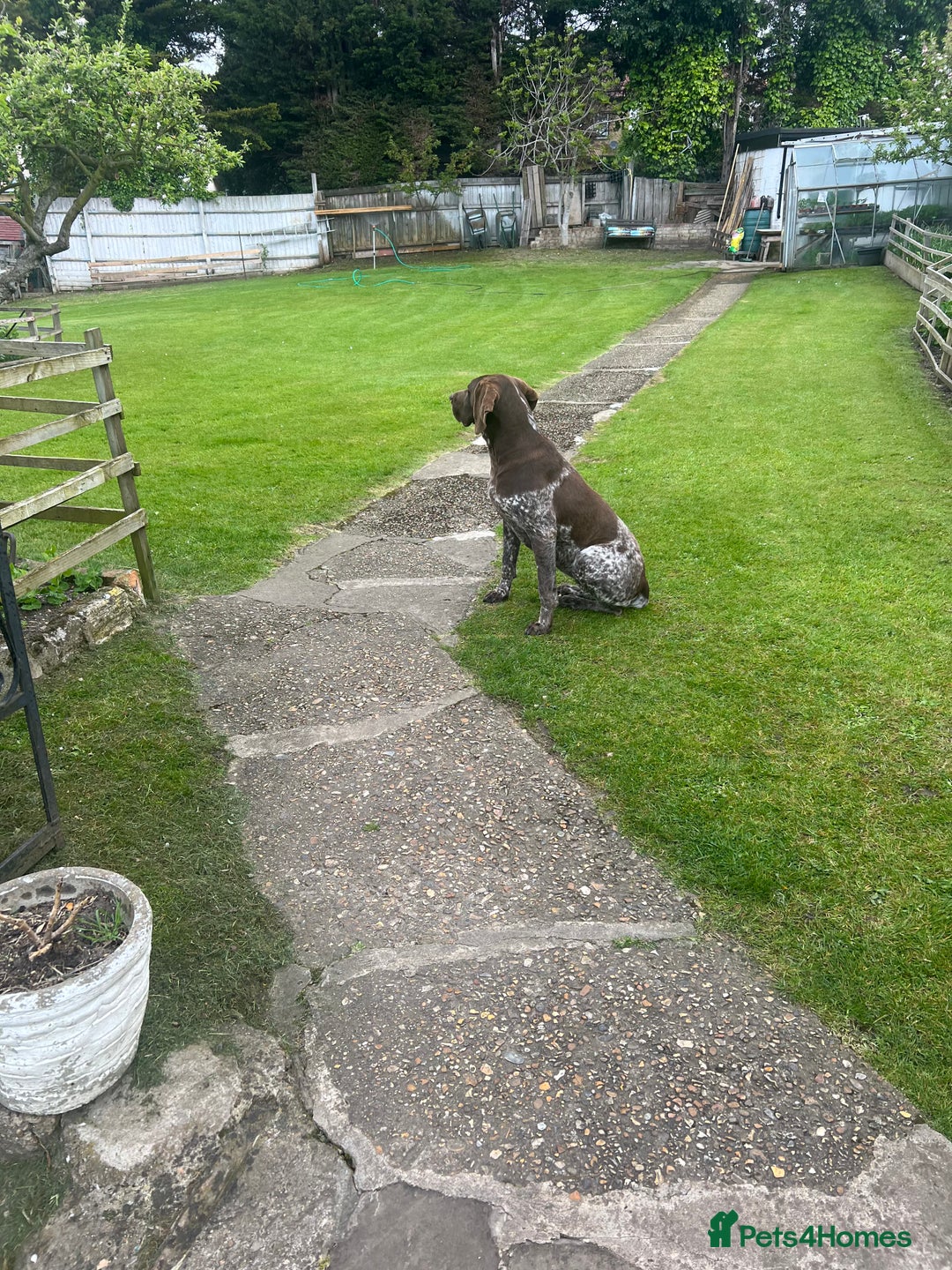German Shorthaired Pointer dogs for sale: German Shorthaired Pointer Puppies–4 Boys, 1 Girl  - Advert 5