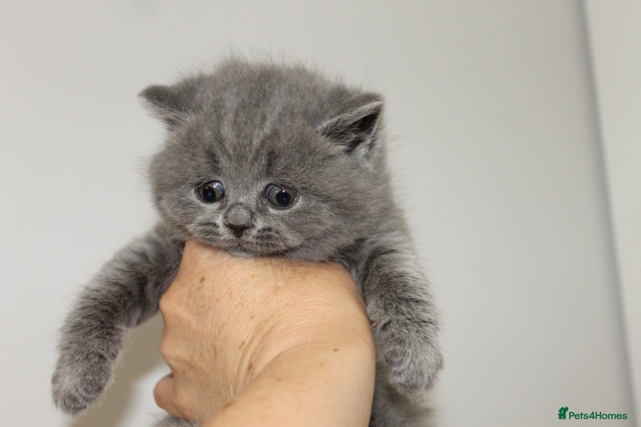 British Shorthair cats for sale: Gccf British Blue kittens  - Advert 10
