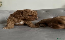 Cavapoo dogs for sale: Stunning Red Cavapoo Boys  - Image 10