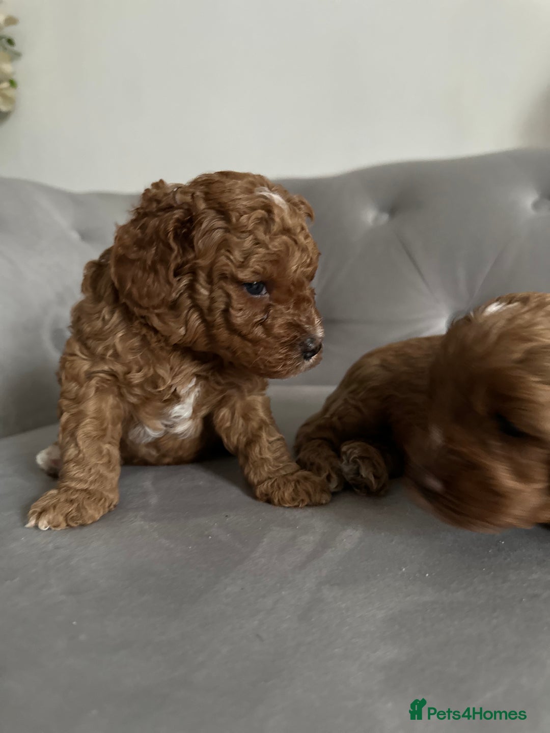 Cavapoo dogs for sale: Stunning Red Cavapoo Boys  - Image 10