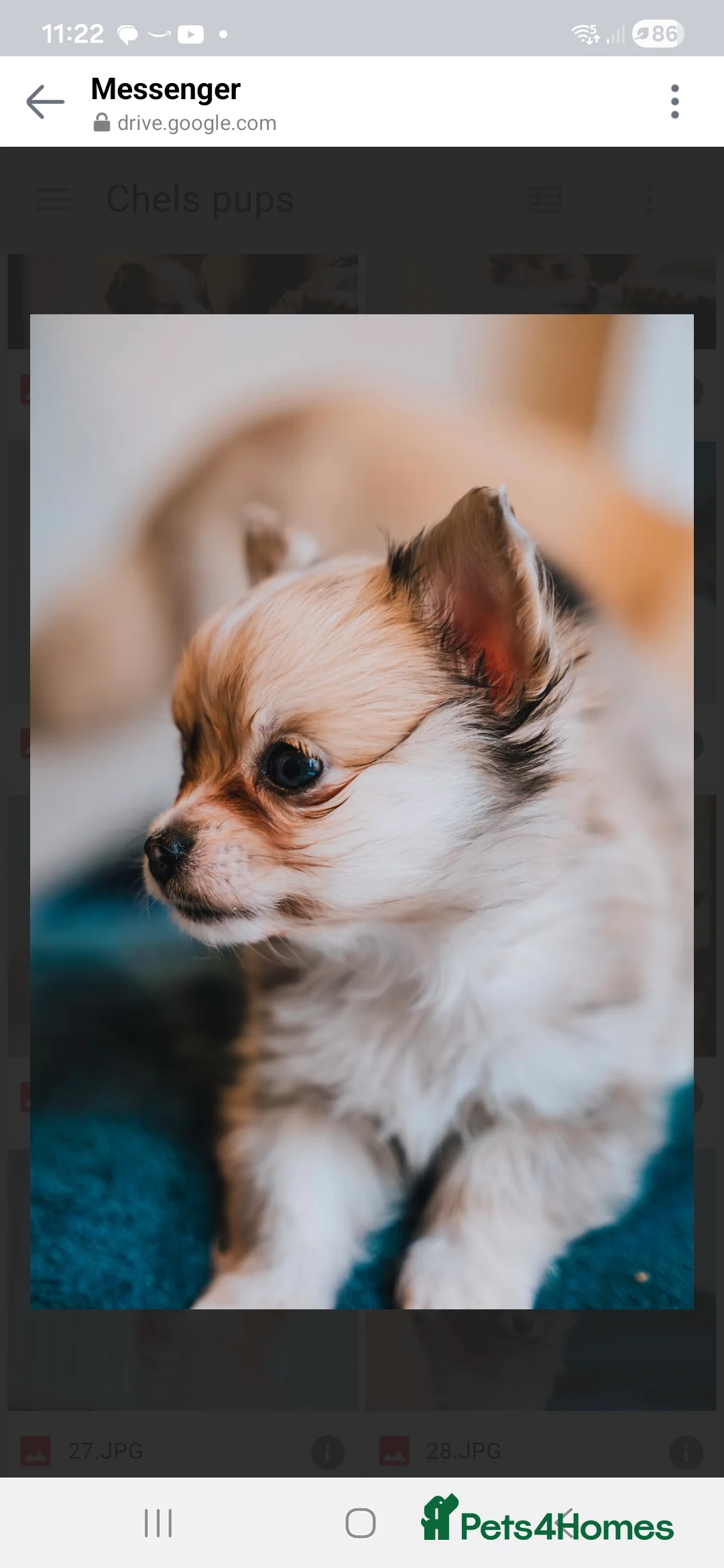 Chihuahua dogs for sale: Long haired chihuahua  - Advert 9