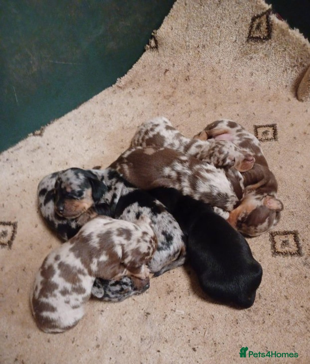 Miniature Dachshund dogs for sale: Gorgeous miniature dachshund puppies - Image 7
