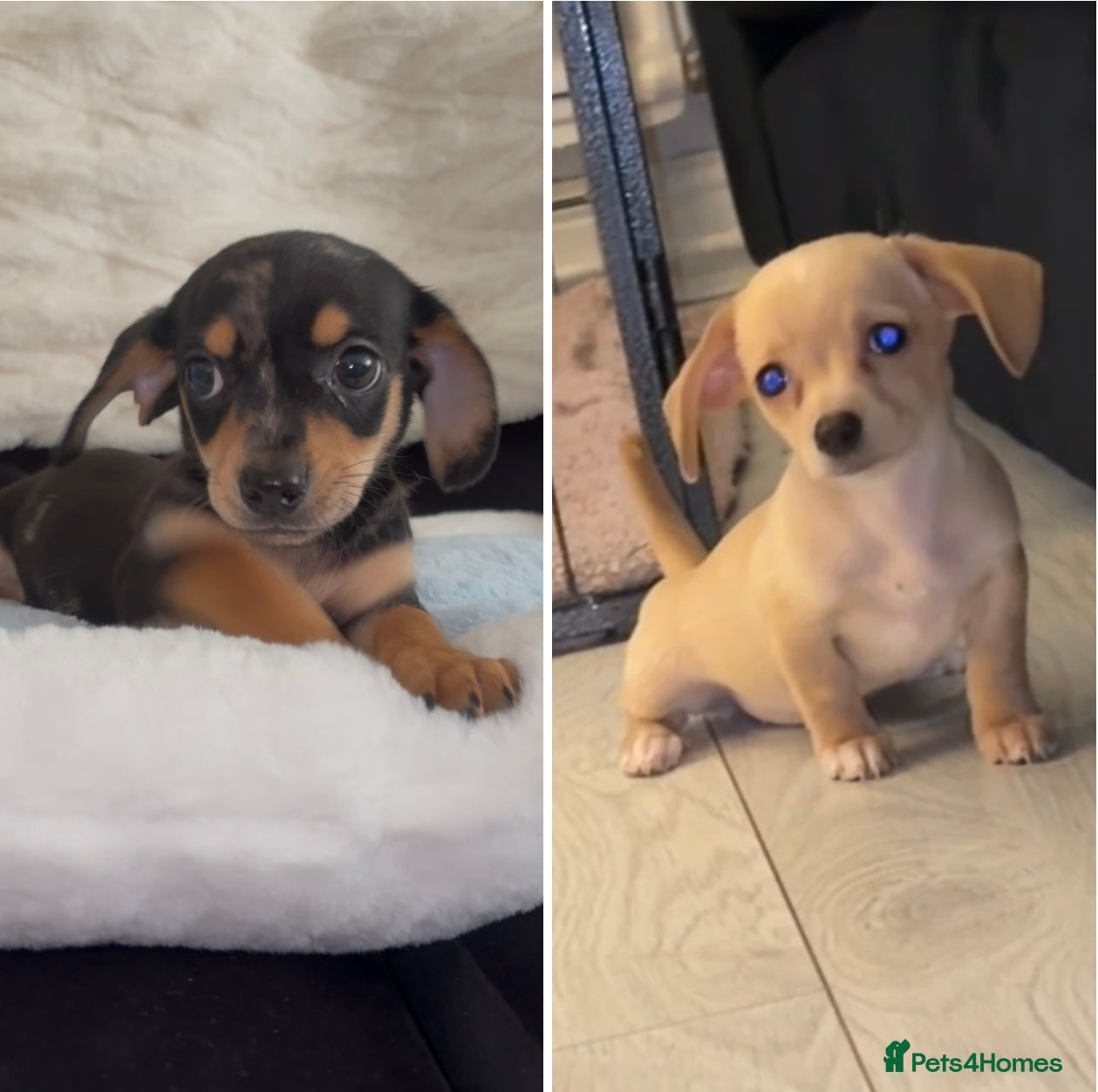 Chiweenie dogs Gorgeous Mini Dachshund X Puppies🐾 - Advert 4