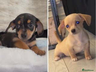 Chiweenie dogs Gorgeous Mini Dachshund X Puppies🐾 - Advert 3