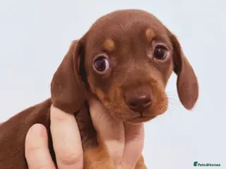 Miniature Dachshund dogs 2x beautiful mini dachshund girls left ready 22/3 - Advert 11