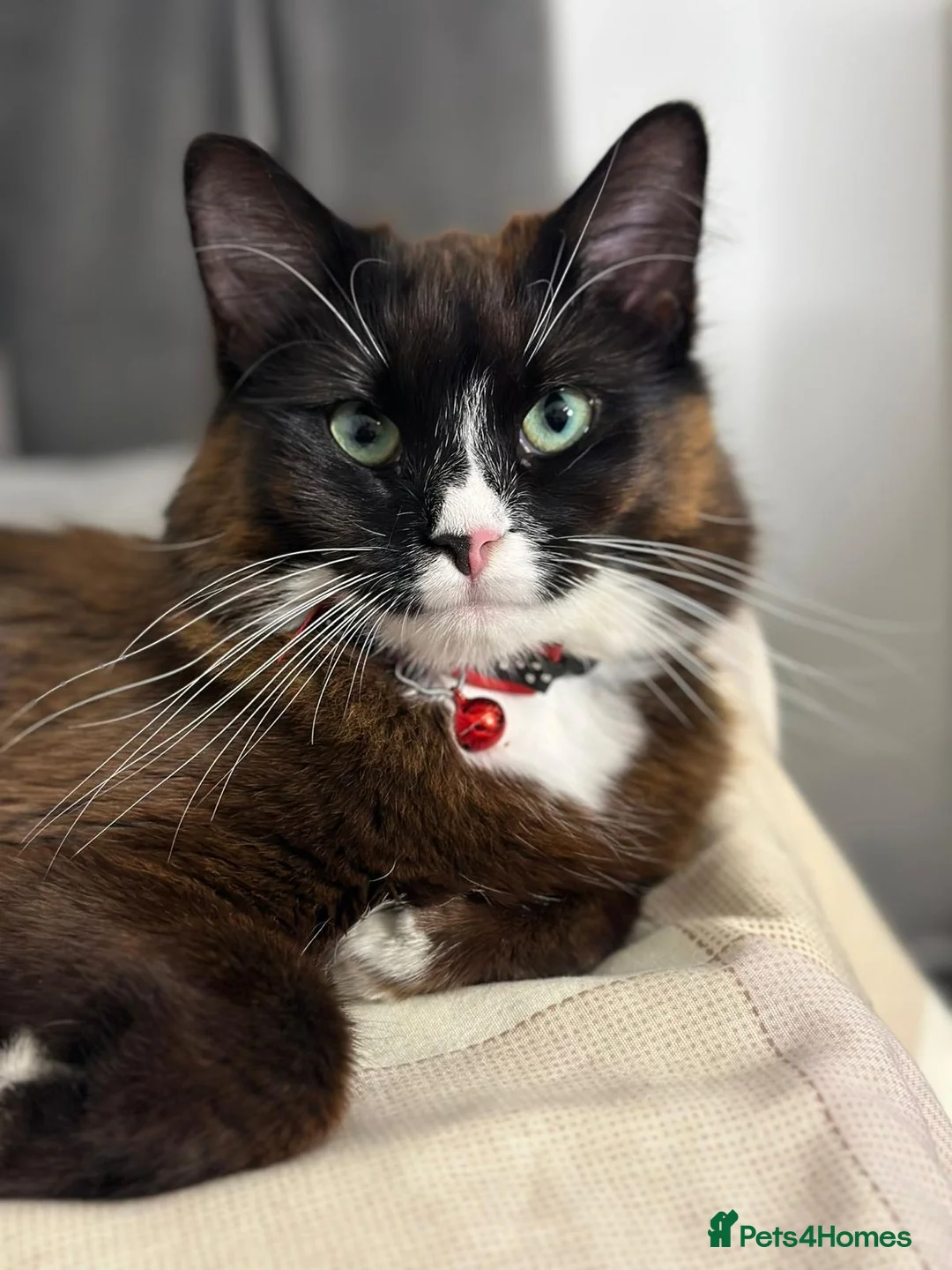 Gallery Image {{count}}