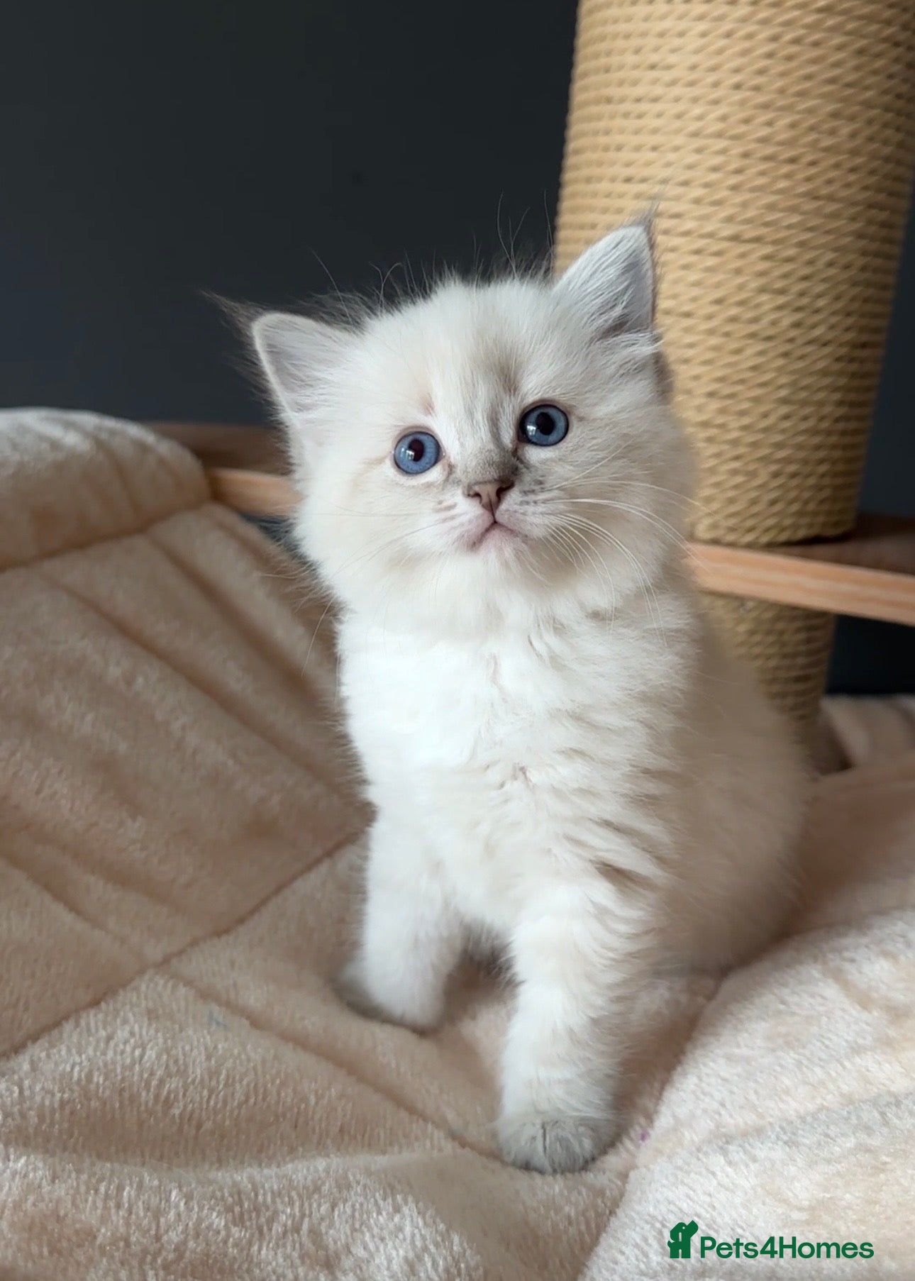 Ragdoll cats for sale: Ragdoll Kittens GCCF & Health Tested  - Advert 20