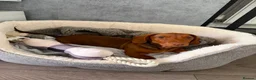 Dachshund dogs for sale: Red Chocolate Dacshund 6 month old puppy  - Advert 14