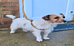 Jackapoo dogs for sale: Beautiful Jackapoo Puppies, READY NOW - Image 1