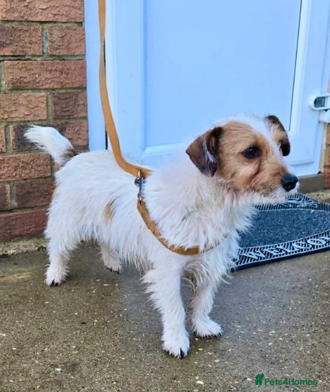 Jackapoo dogs for sale: Beautiful Jackapoo Puppies, READY NOW - Image 1