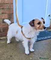 Jackapoo dogs - Advert 9