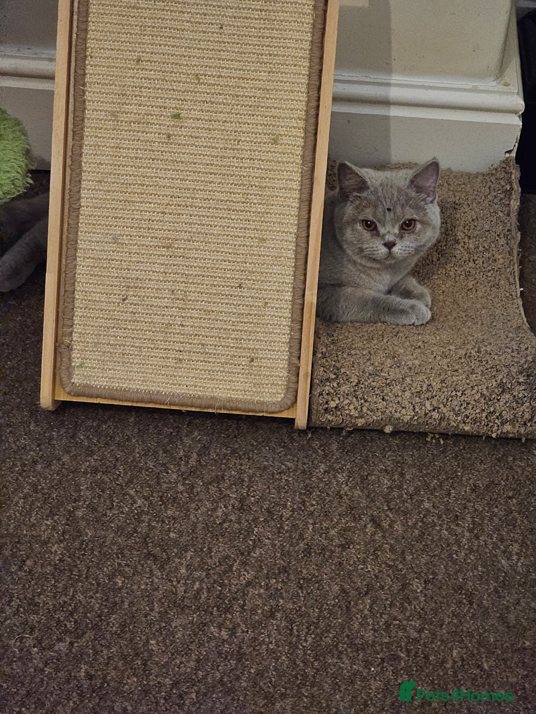 British Shorthair cats for sale: British shorthair and longhair  - Advert 14