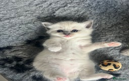 Ragdoll cats for sale: 5 Gccf registered Ragdoll kittens available  - Image 9