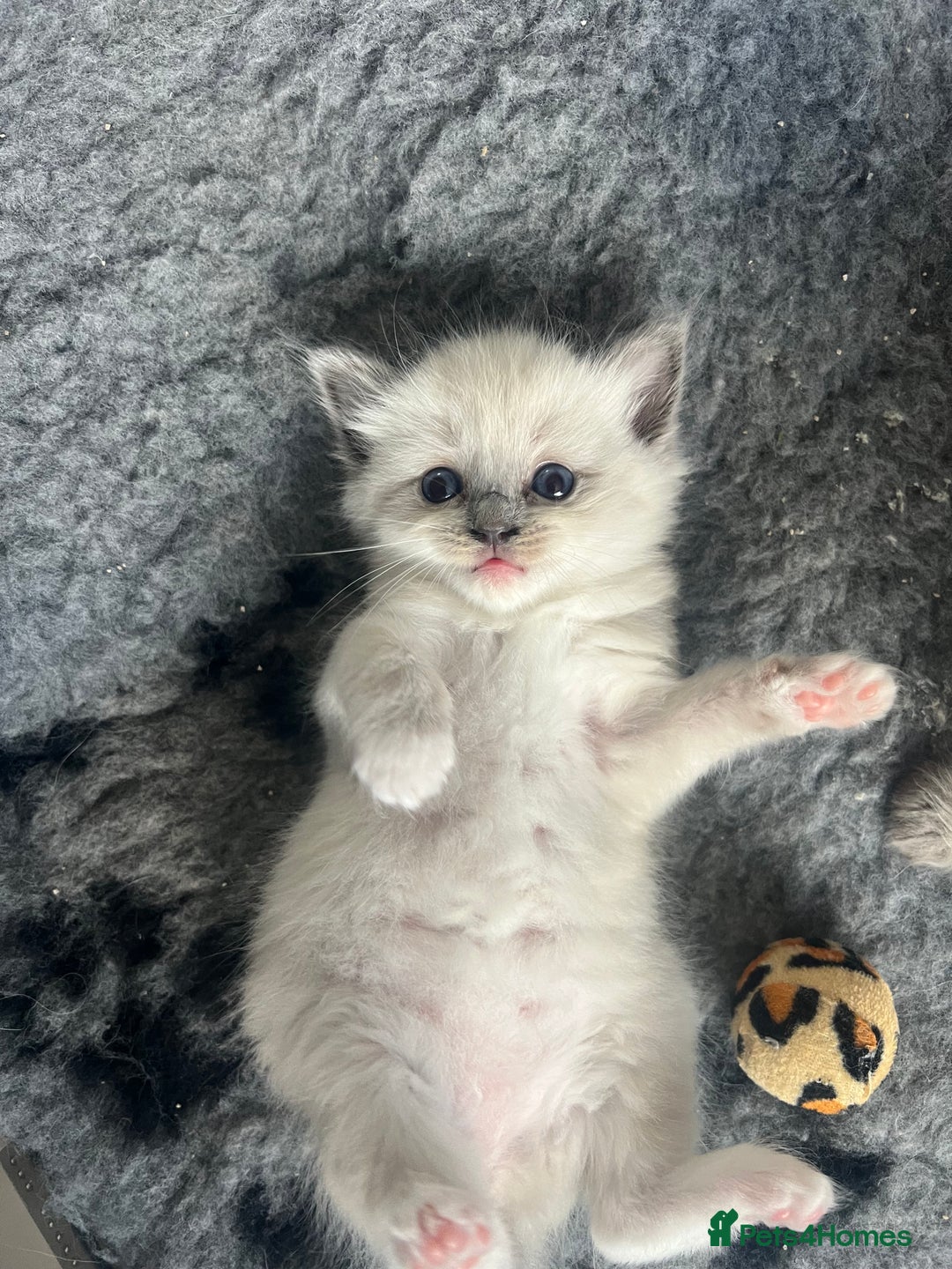 Ragdoll cats for sale: 5 Gccf registered Ragdoll kittens available  - Image 9