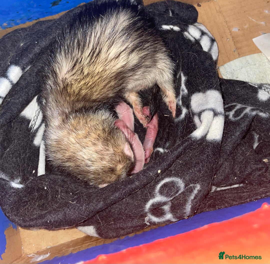 Ferret rodents for sale: Baby ferret kits (available late September ) - Image 2