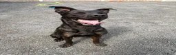 Mixed Breed dogs for sale: Ivar . 3 year old malinois cross - Advert 1