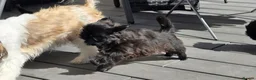 Shih Tzu dogs for sale: Beautiful Male Shih Tzu Puppy - Advert 2