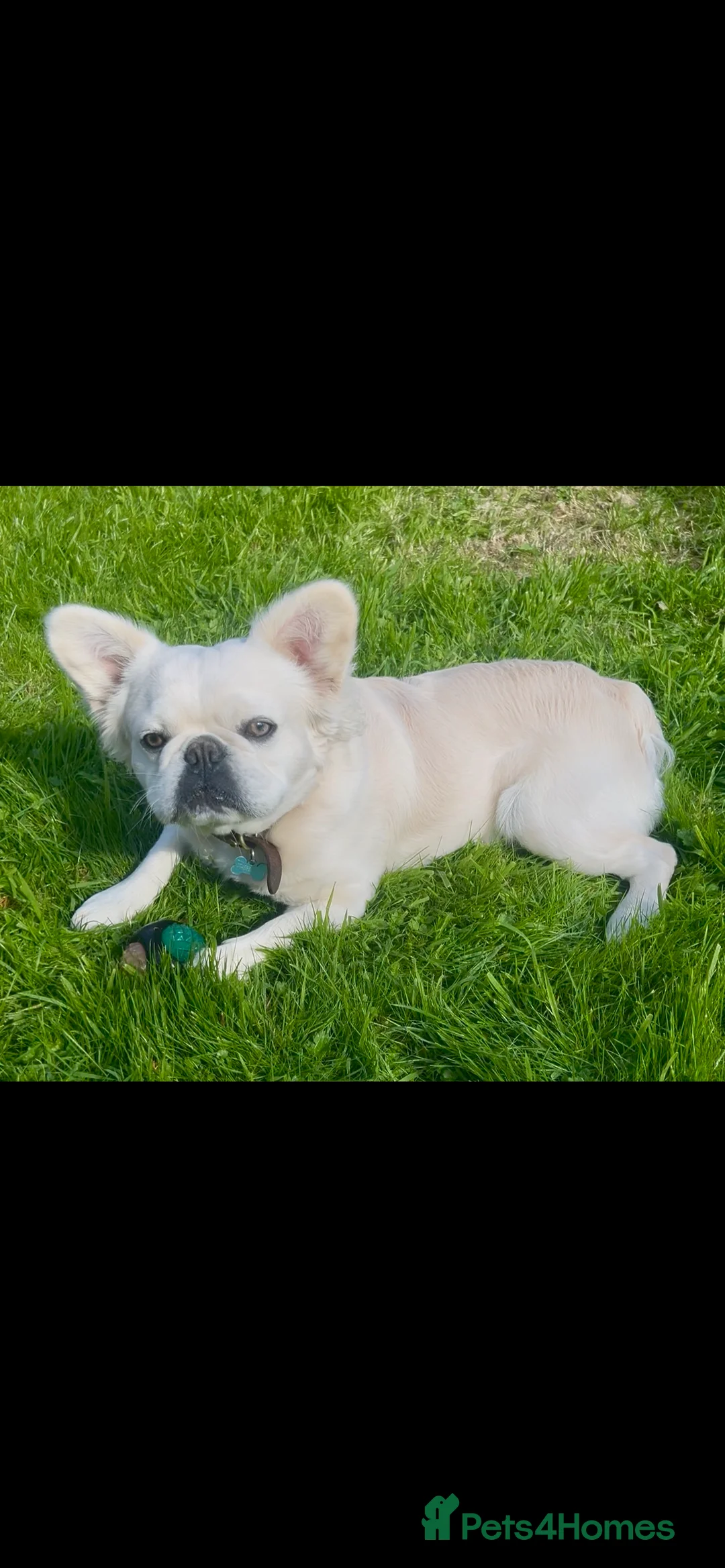 French Bulldog dogs for stud: Full Fluffy Platinum French Bulldog - Advert 1
