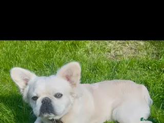 French Bulldog dogs Full Fluffy Platinum French Bulldog – Proven - Advert 3