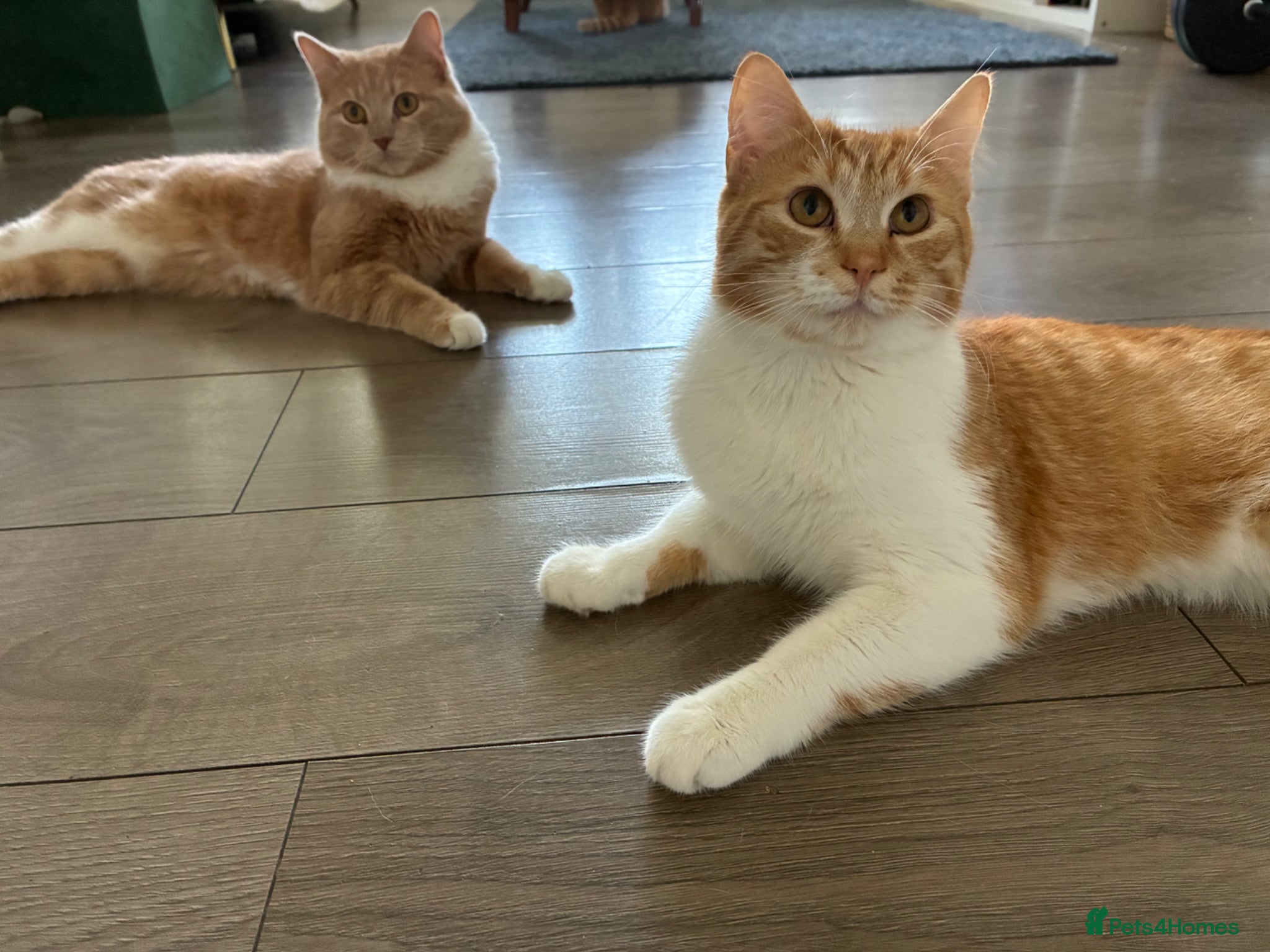 Mixed Breed cats 2 ginger brothers  - Advert 11