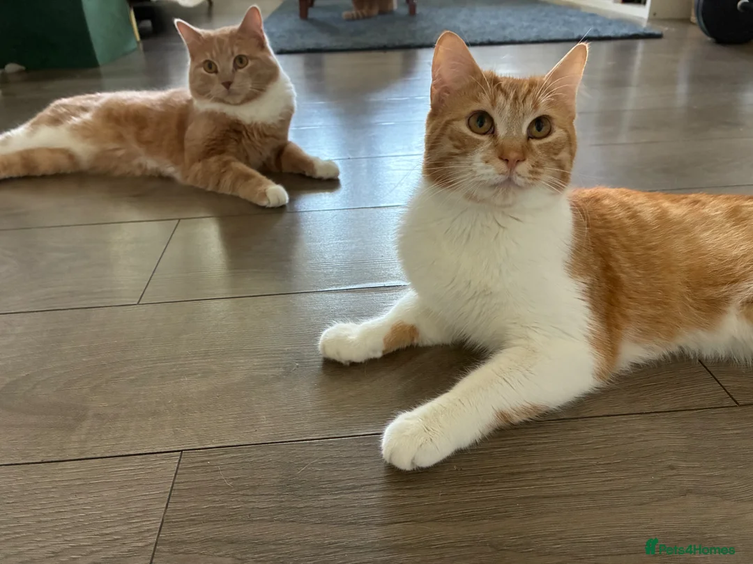 Mixed Breed cats for sale: 2 ginger brothers  - Advert 1