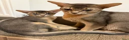 Abyssinian cats for sale: 🐾 Two Gorgeous Abyssinian Kittens 🐈‍⬛ - Advert 12