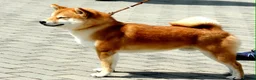 Japanese Shiba Inu dogs for sale: Health tested Shiba puppies - Advert 6