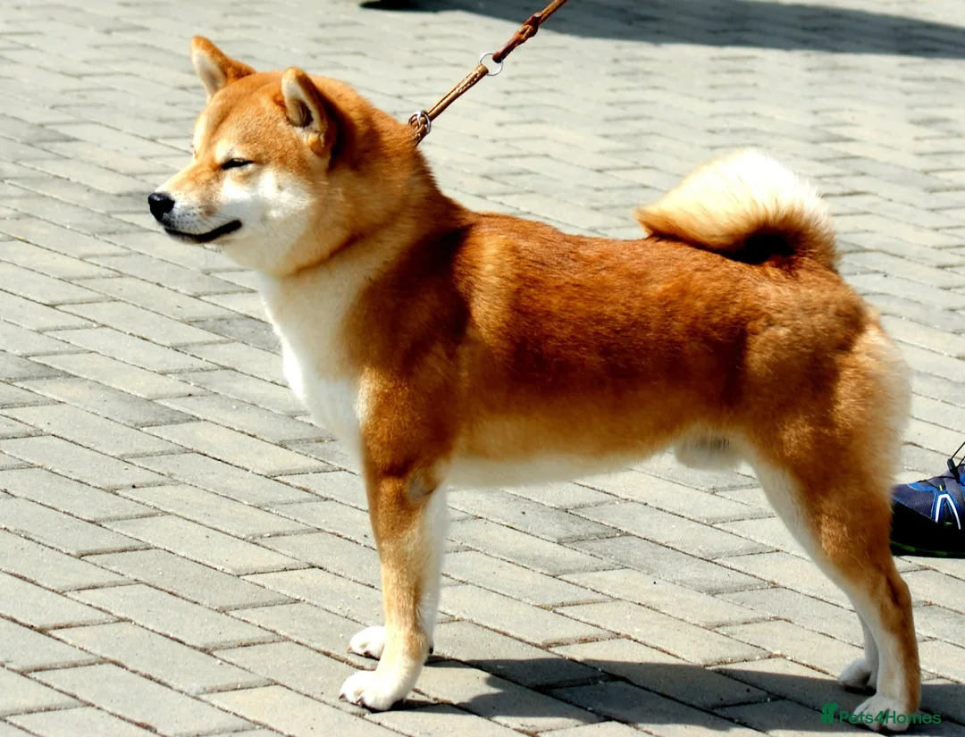 Japanese Shiba Inu dogs for sale: Health tested Shiba puppies - Advert 6