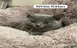 British Shorthair cats for sale: My 3 cute girls are ready to find new family💗  - Image 9